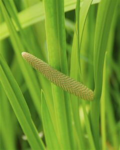 Calamus is similar to cinnamon,